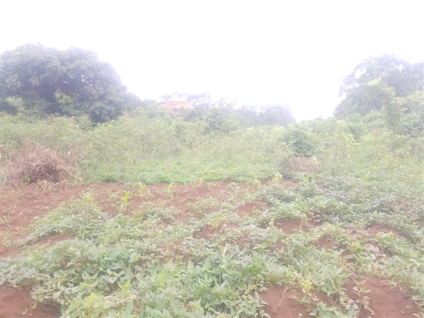 Residential Land for sale in Massoli Wakiso