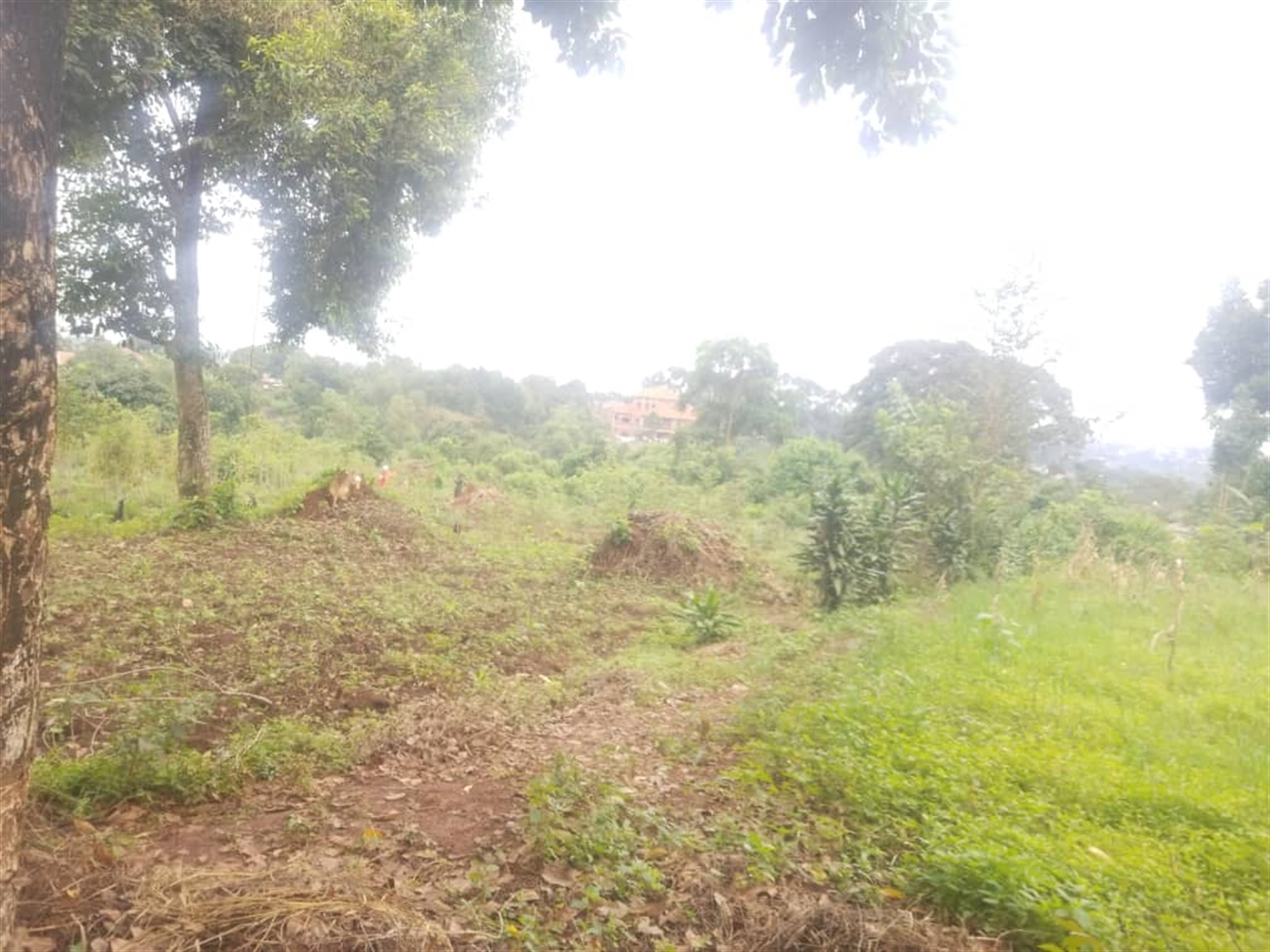 Residential Land for sale in Massoli Wakiso