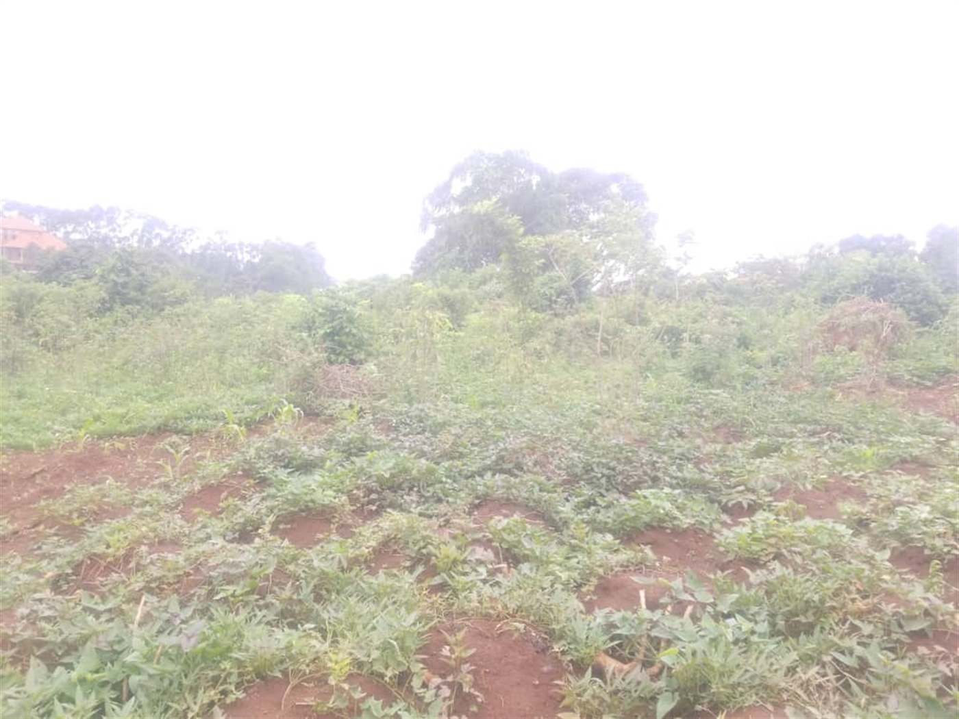 Residential Land for sale in Massoli Wakiso