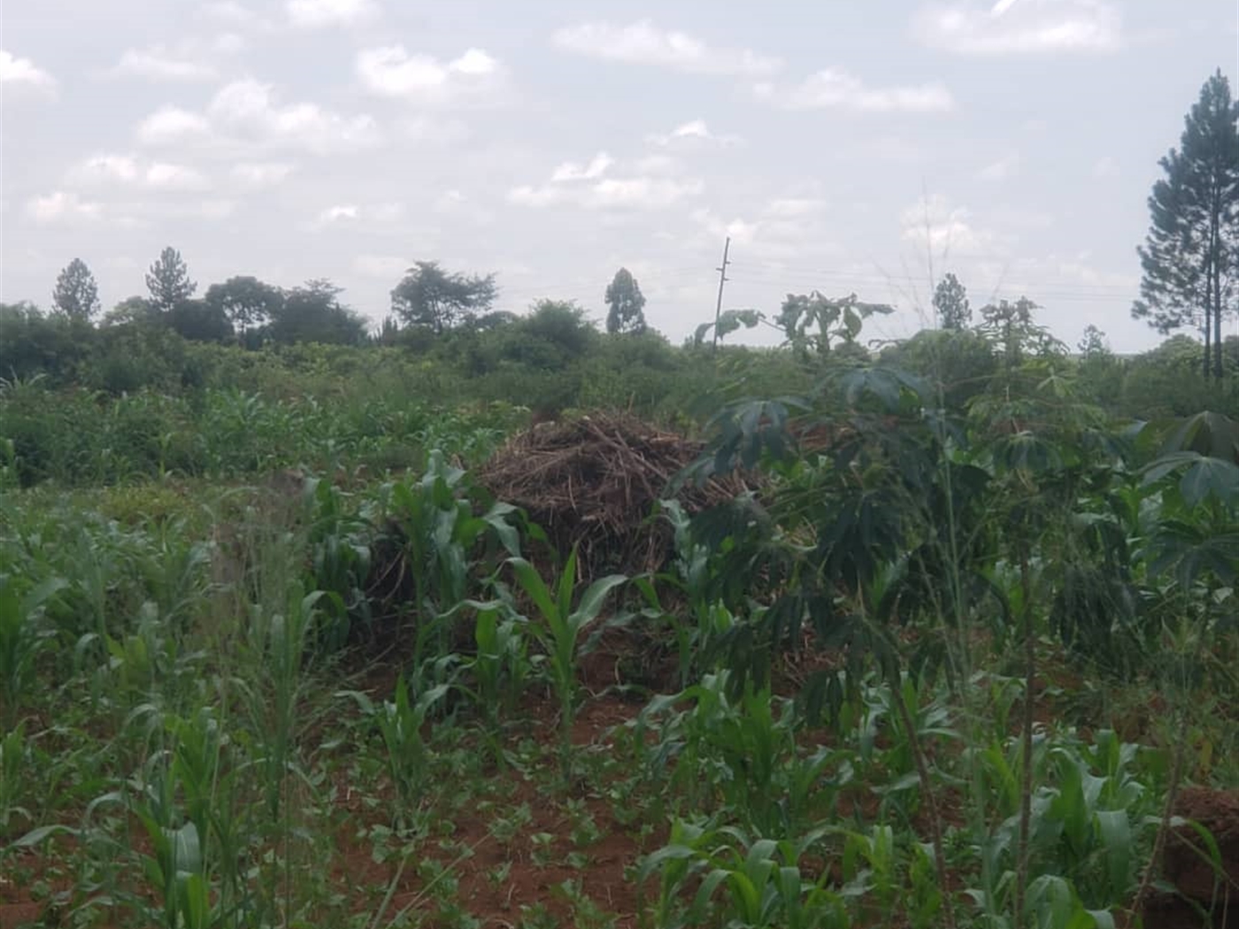 Residential Land for sale in Ndibulungi Luweero