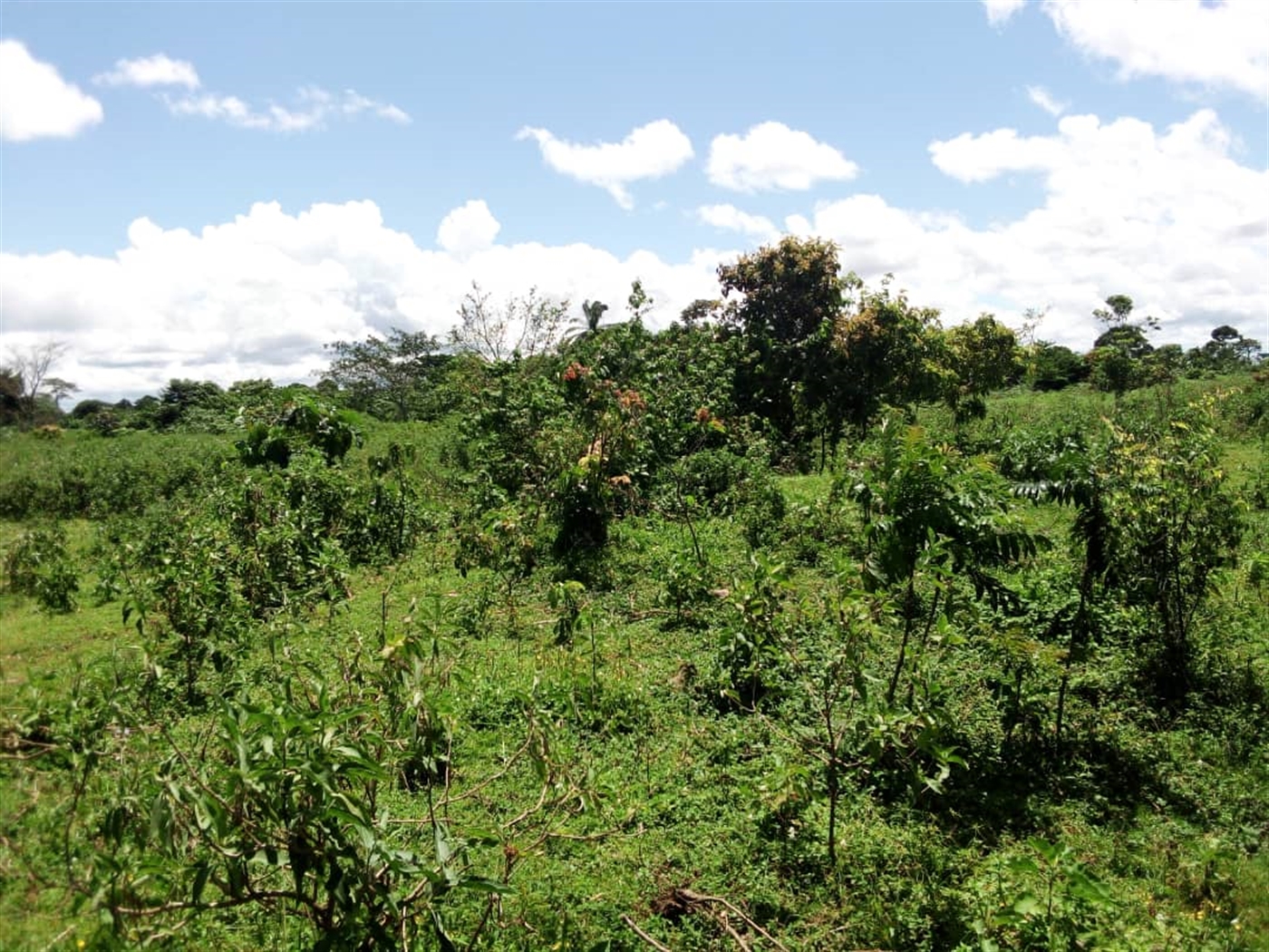 Residential Land for sale in Kasanjje Wakiso