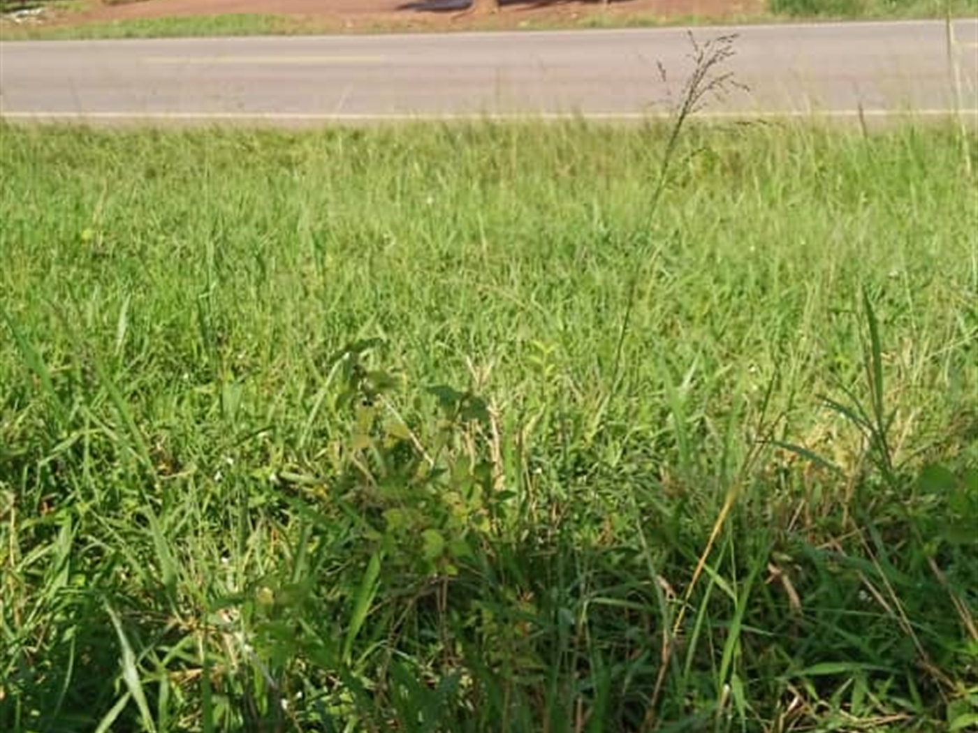 Commercial Land for sale in Yandwe Luweero