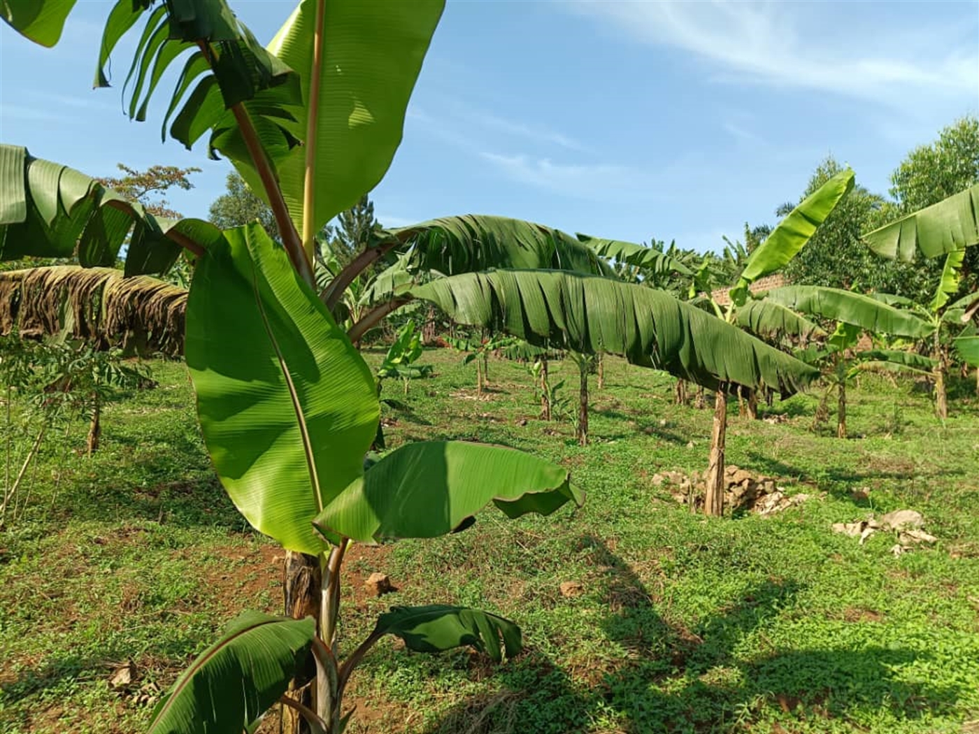 Residential Land for sale in Nakisunga Mukono