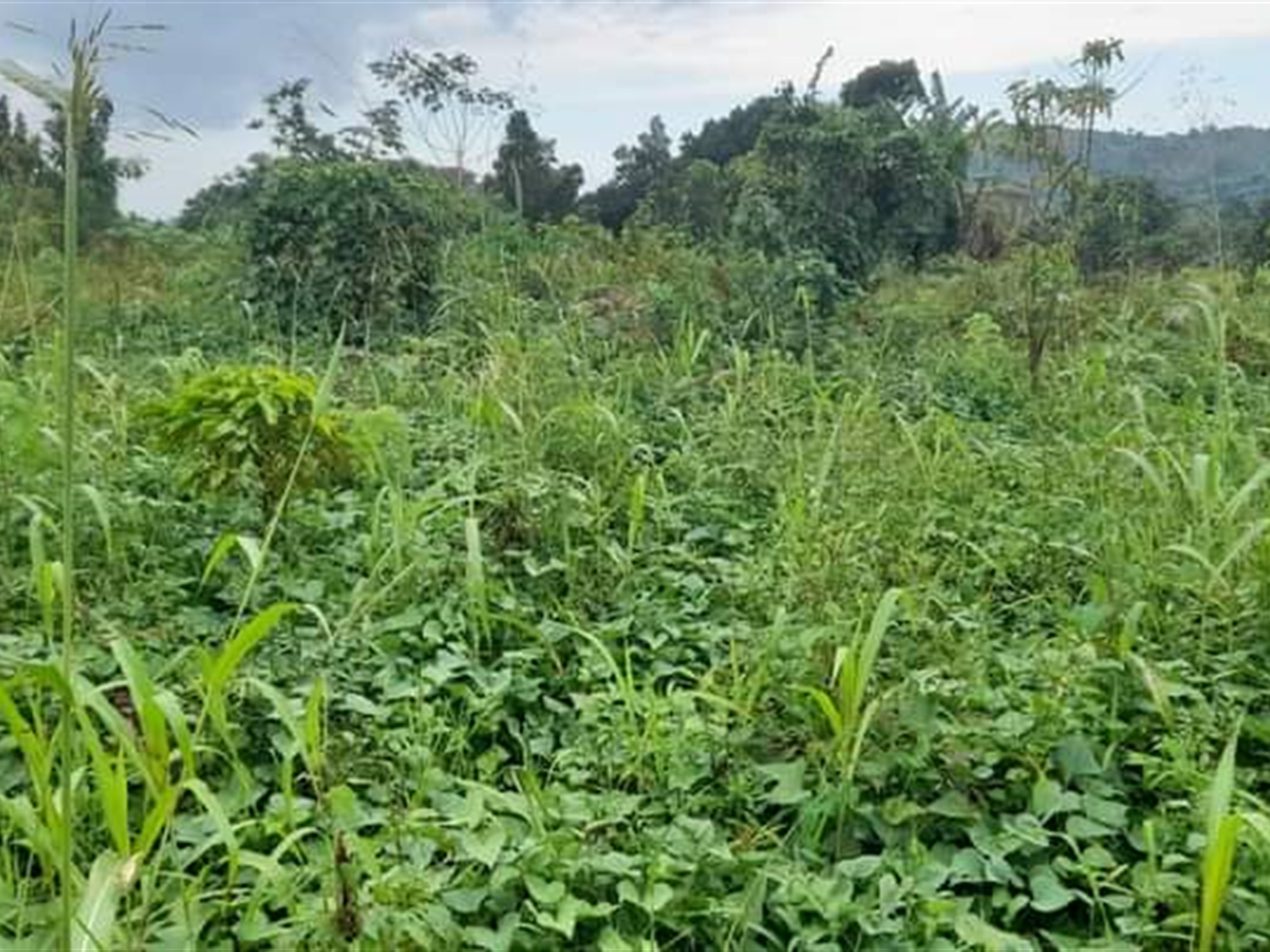 Residential Land for sale in Kassanda Mityana