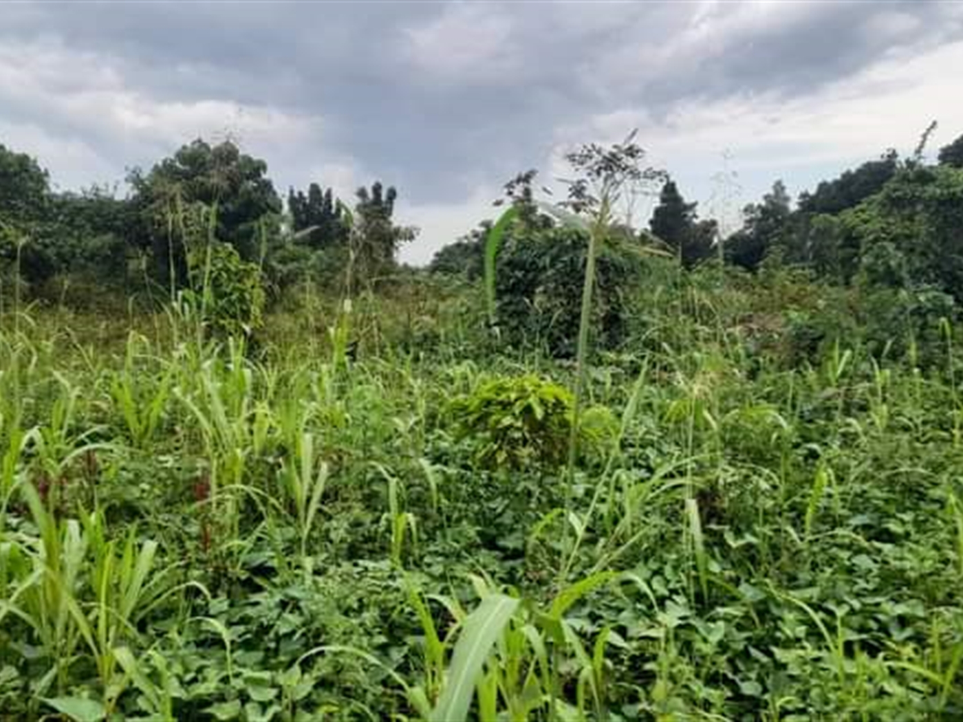 Residential Land for sale in Kassanda Mityana