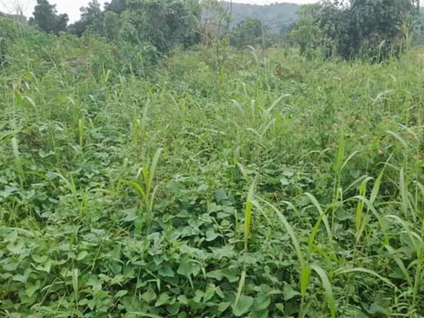 Residential Land for sale in Kassanda Mityana