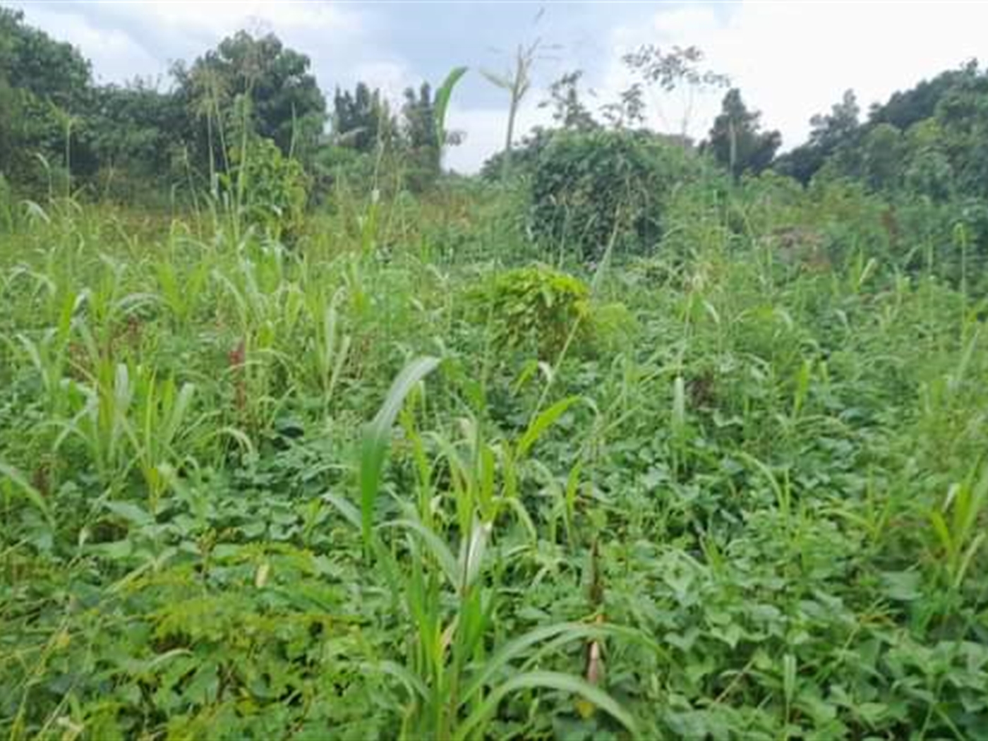 Residential Land for sale in Kassanda Mityana