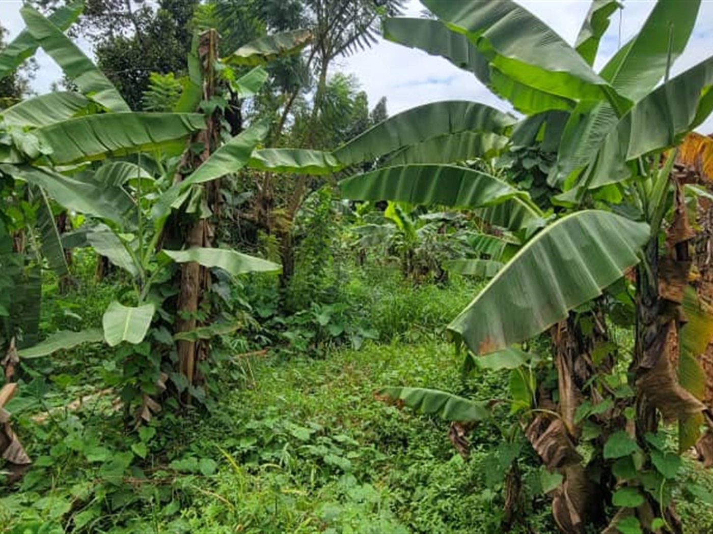 Residential Land for sale in Najjera Wakiso