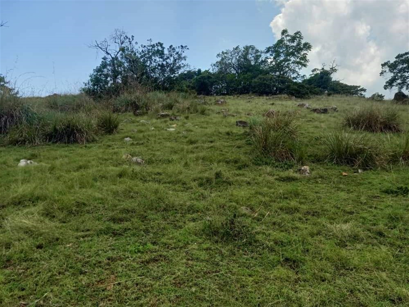 Residential Land for sale in Nkokonjeru Mukono