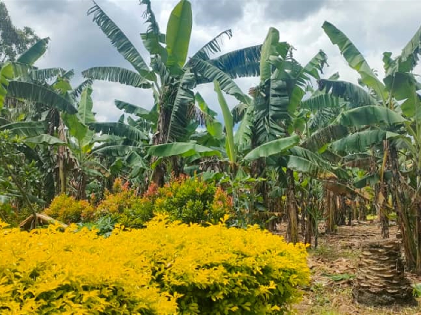 Shell House for sale in Kakiri Wakiso