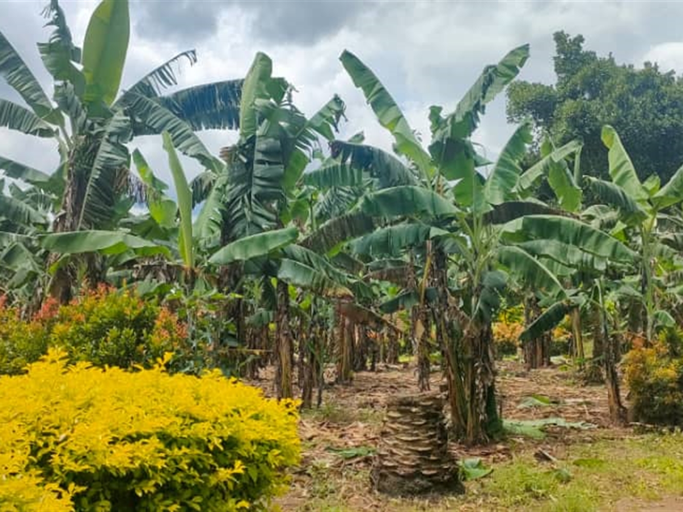 Shell House for sale in Kakiri Wakiso