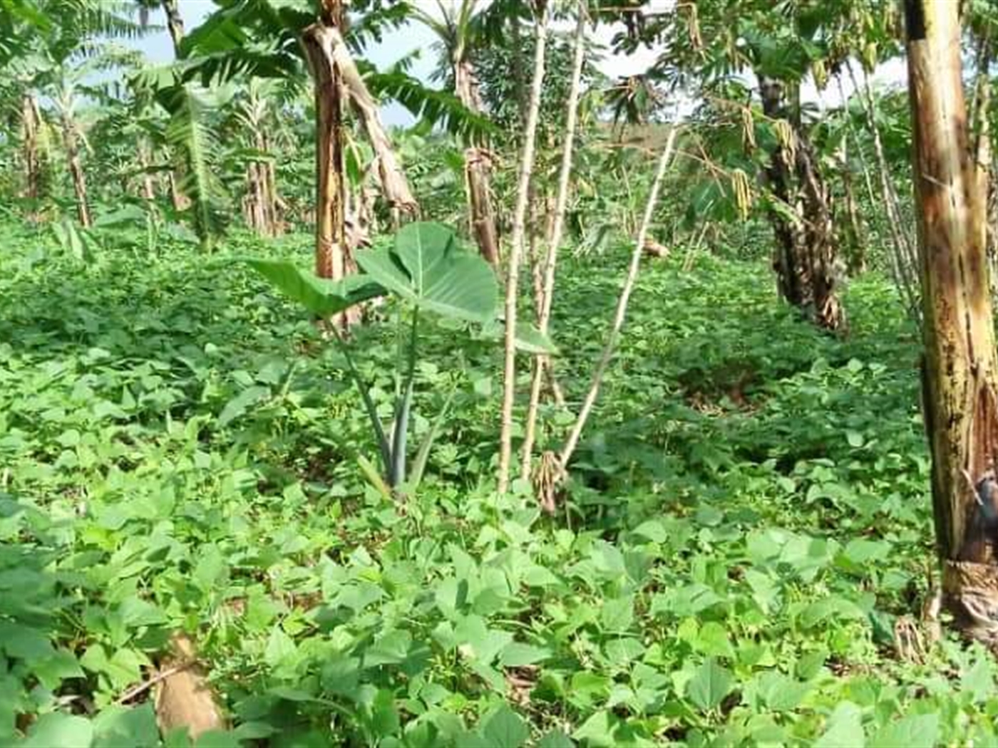 Residential Land for sale in Kanyanda Wakiso