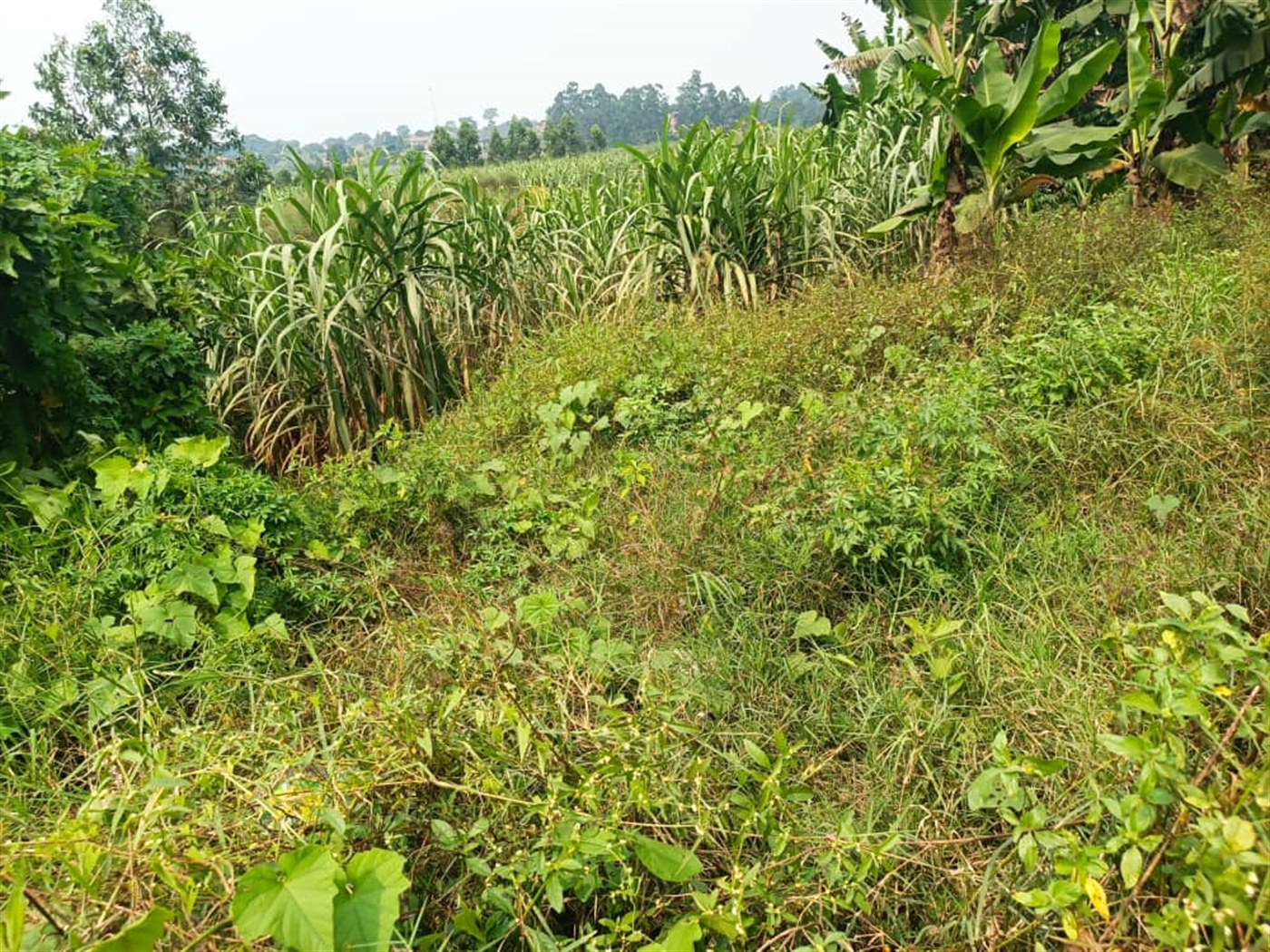 Residential Land for sale in Kira Wakiso