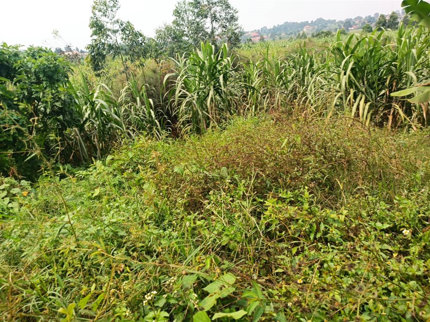 Residential Land for sale in Kira Wakiso