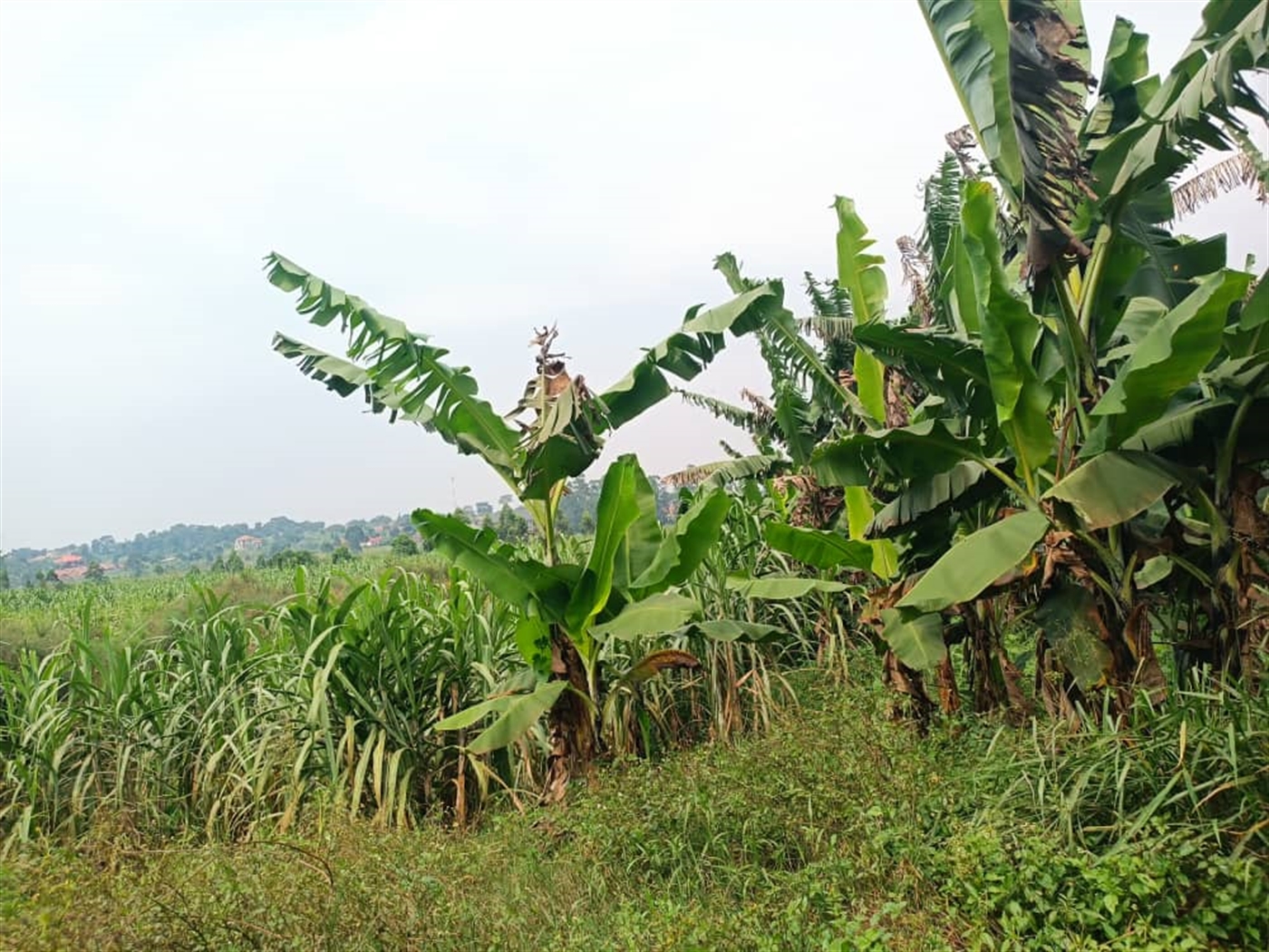 Residential Land for sale in Kira Wakiso