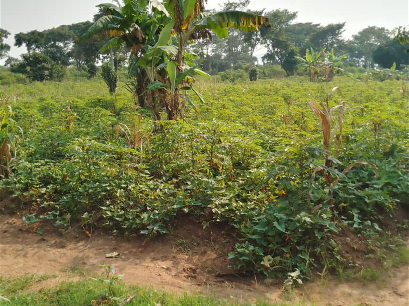 Residential Land for sale in Bukasa Wakiso