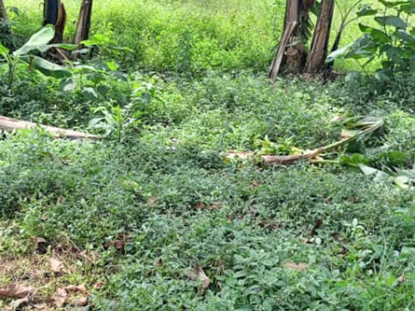 Residential Land for sale in Kisaasi Wakiso