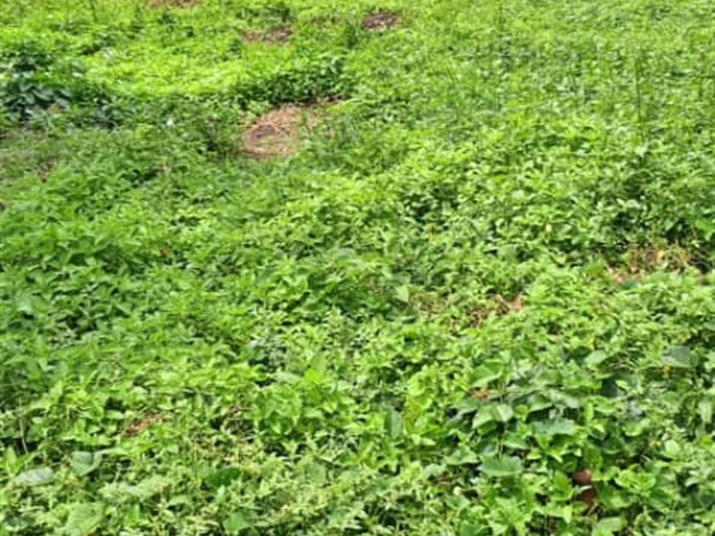 Residential Land for sale in Kisaasi Wakiso