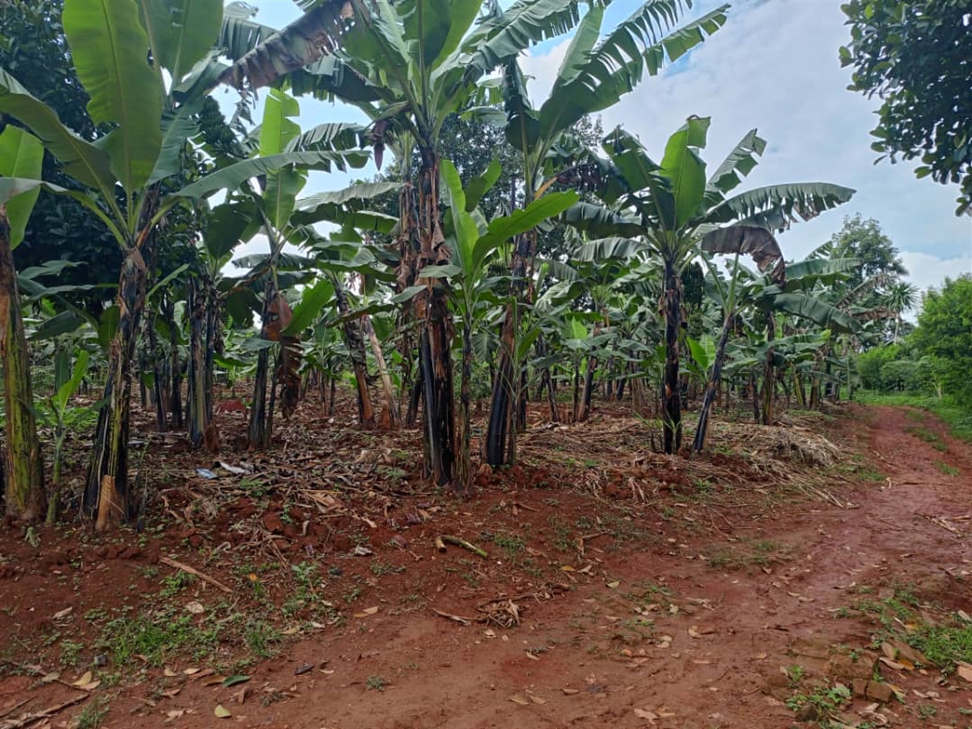 Residential Land for sale in Mubango Wakiso