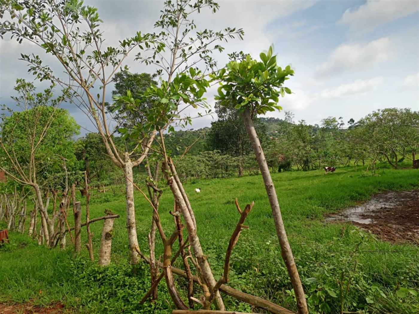 Residential Land for sale in Mubango Wakiso