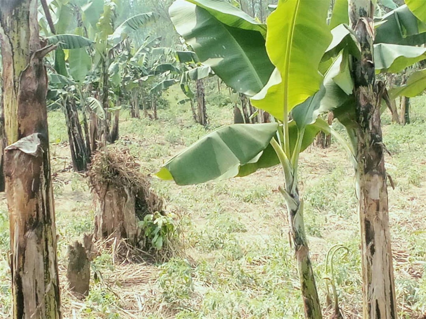 Residential Land for sale in Busunjju Wakiso