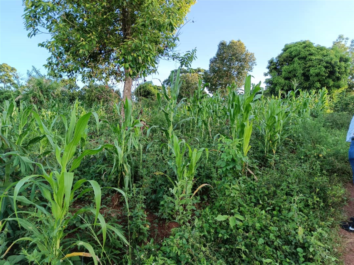 Residential Land for sale in Kisoga Wakiso