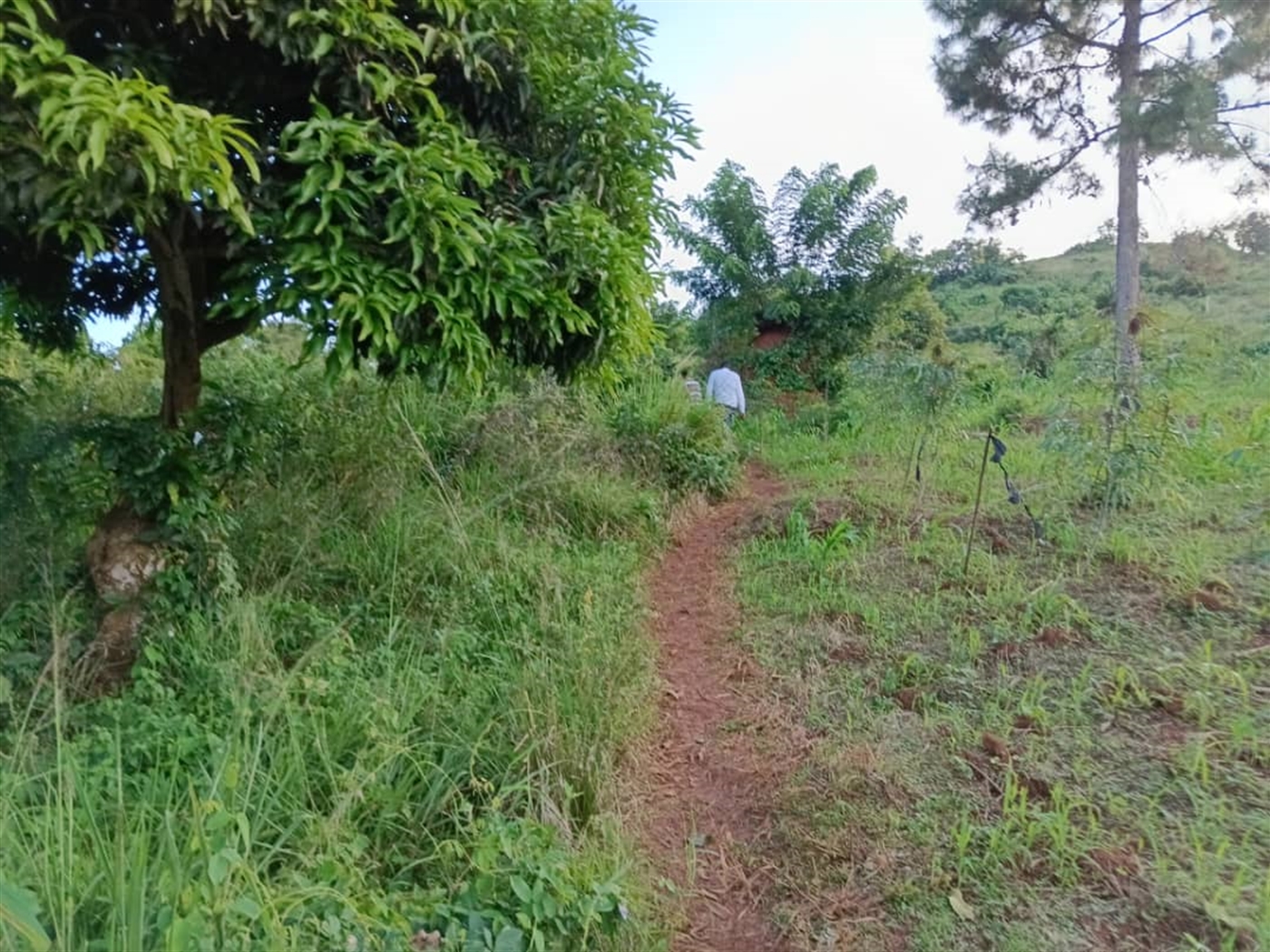 Residential Land for sale in Kisoga Wakiso