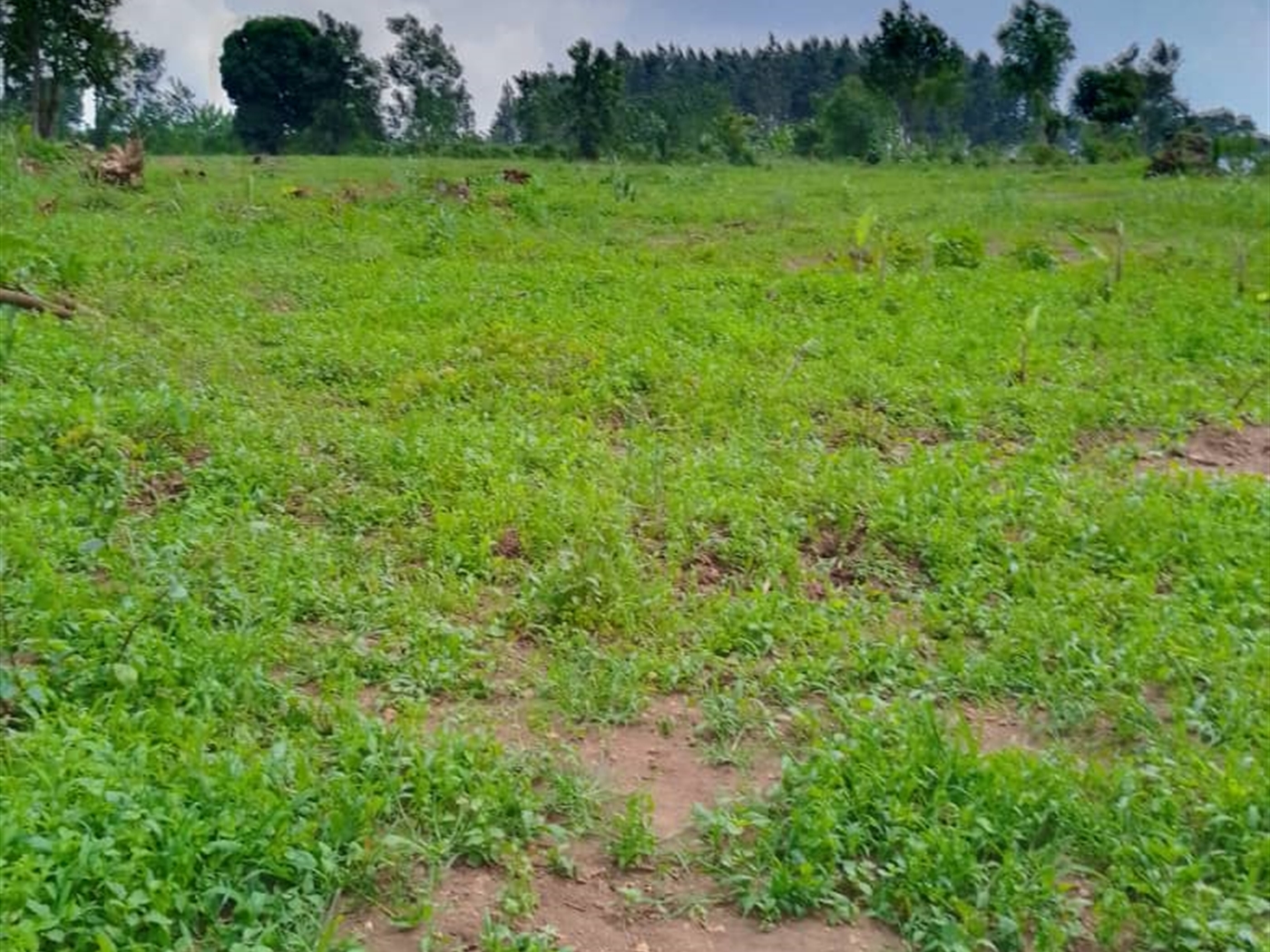 Residential Land for sale in Gayaza Wakiso