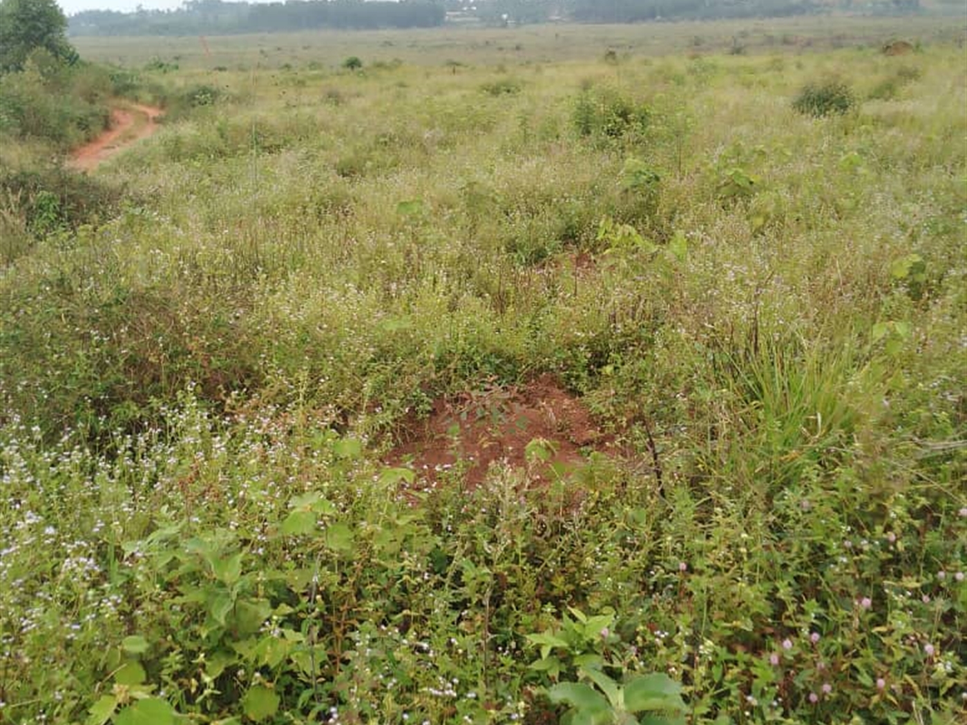 Residential Land for sale in Kasanji Wakiso