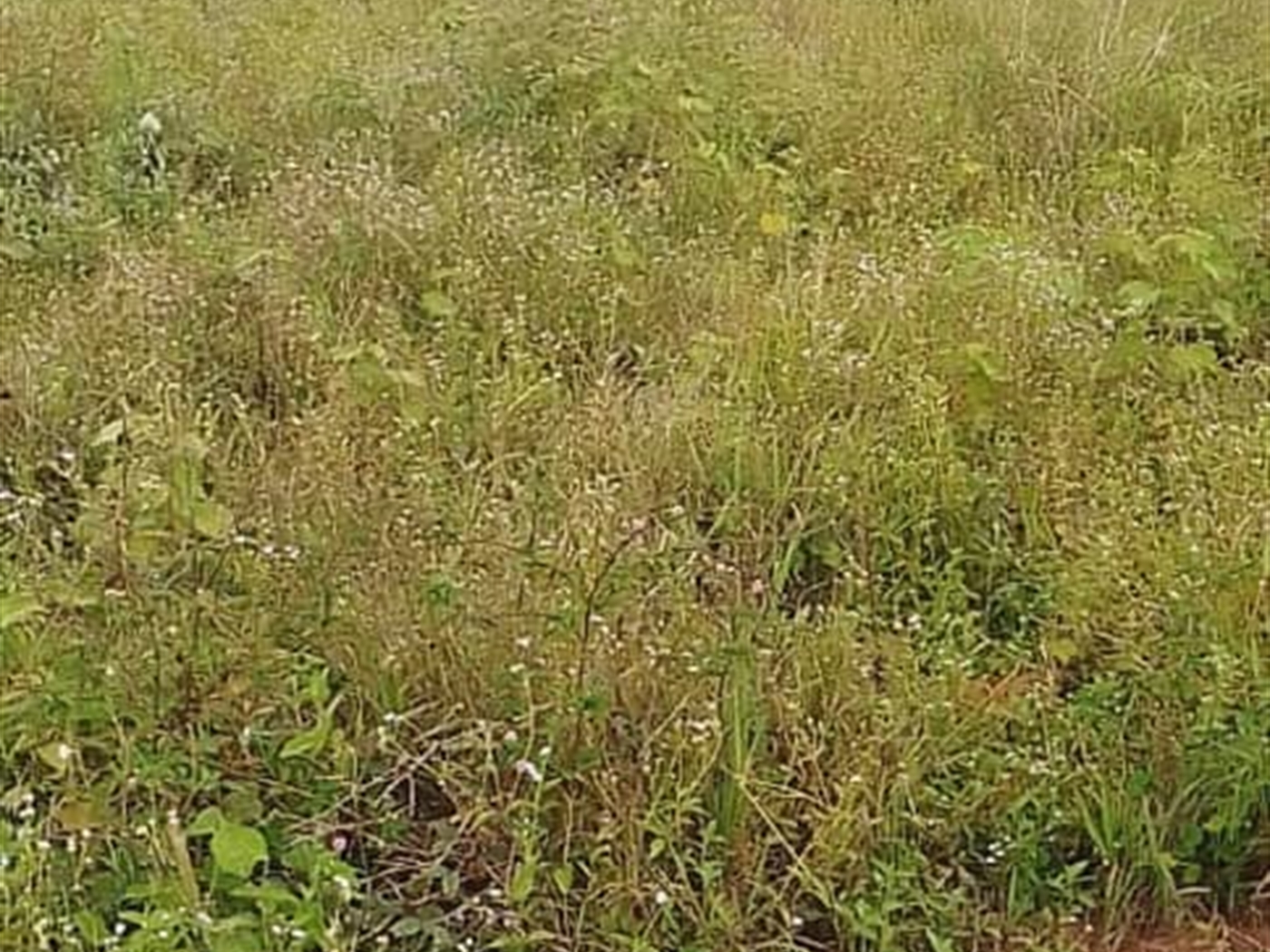 Residential Land for sale in Kasanji Wakiso