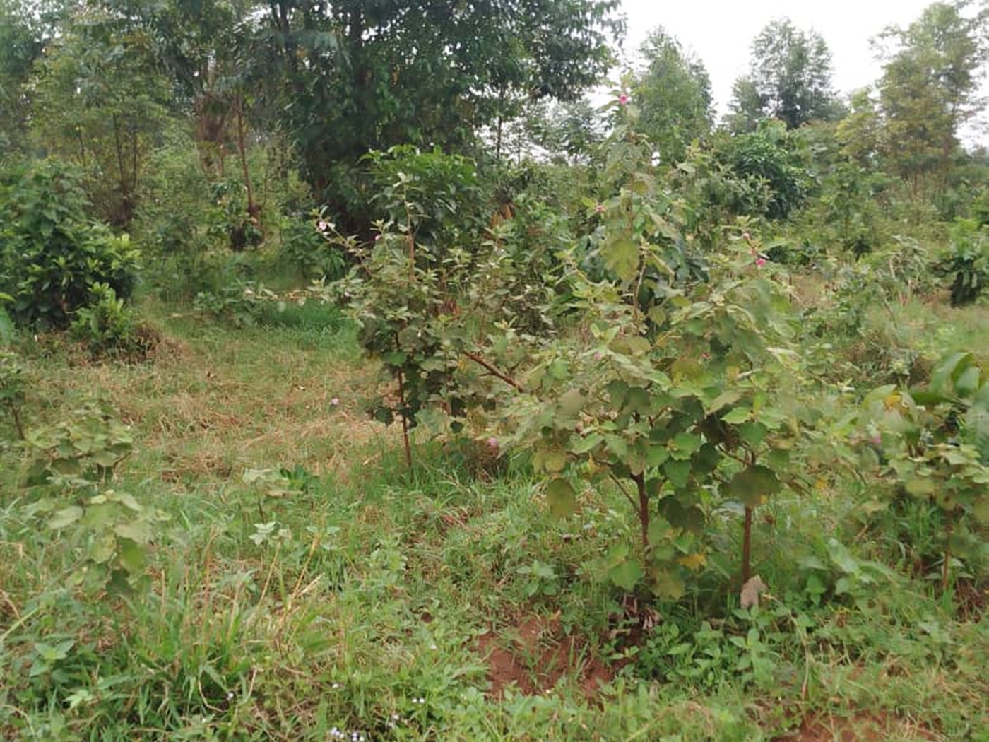 Residential Land for sale in Kasanji Wakiso