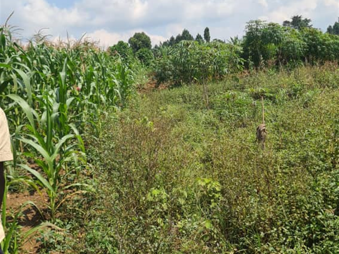 Residential Land for sale in Najjembe Jinja