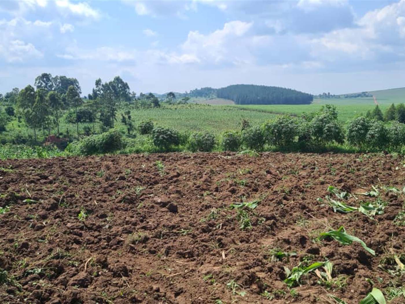 Residential Land for sale in Najjembe Jinja