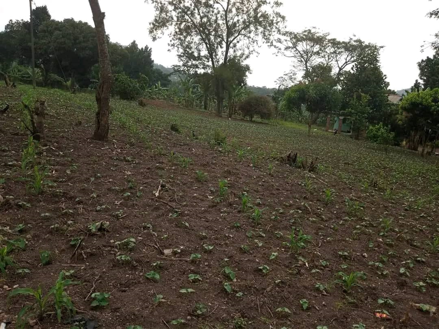 Residential Land for sale in Ssemuto Nakaseke