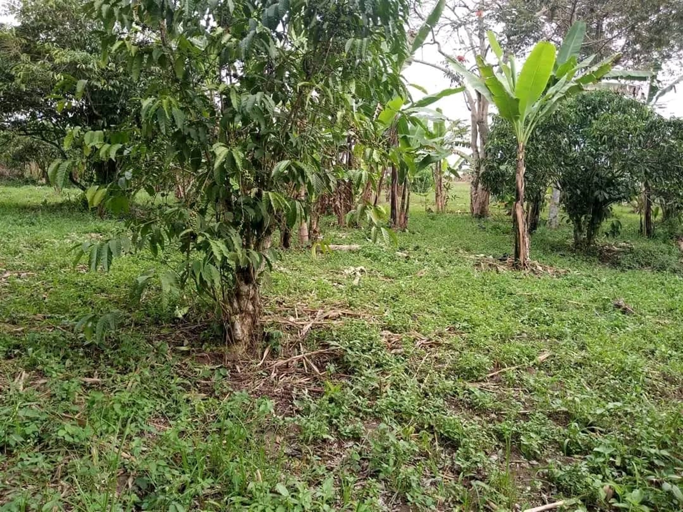 Residential Land for sale in Ssemuto Nakaseke