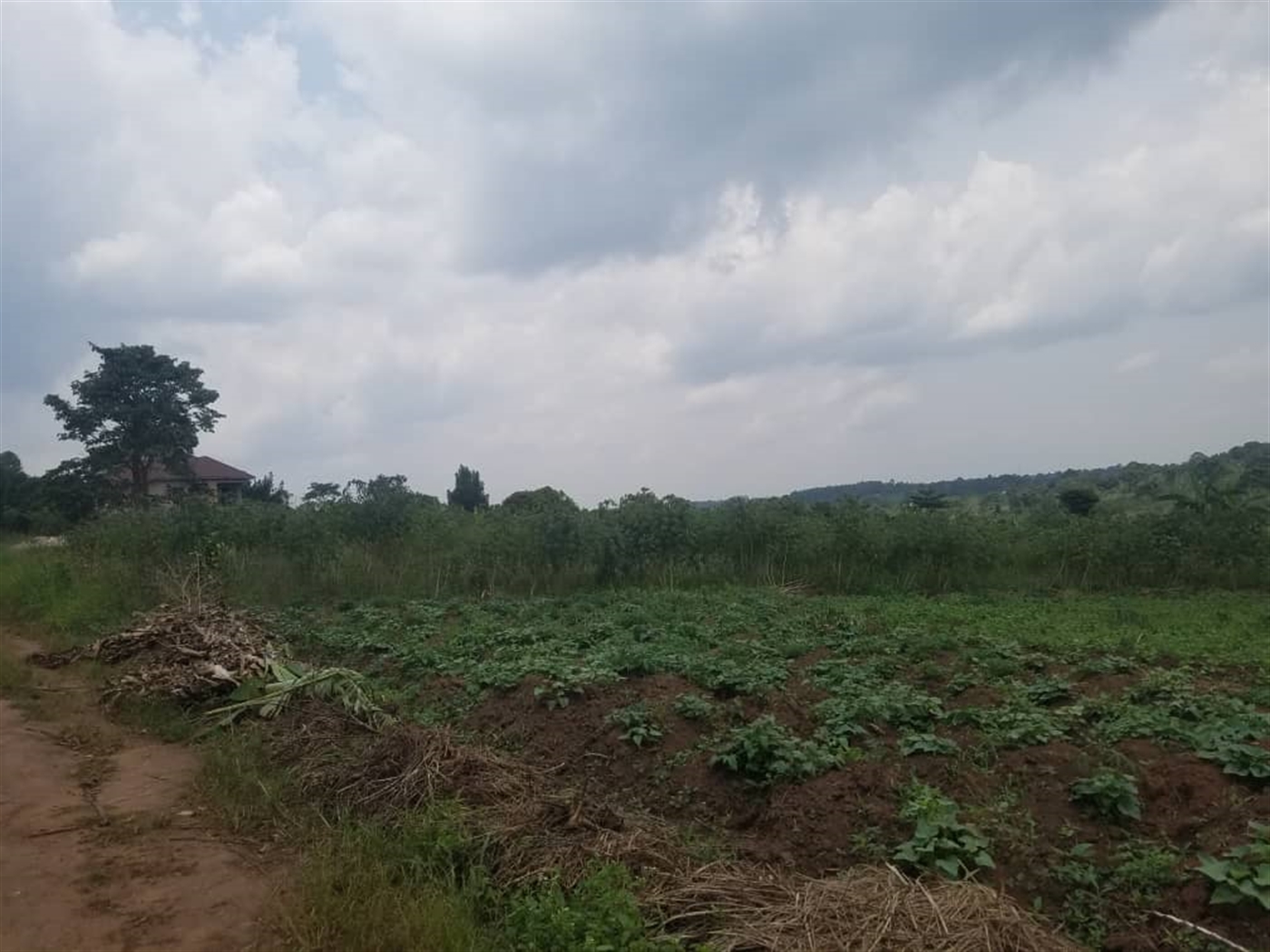 Residential Land for sale in Kiwenda Wakiso