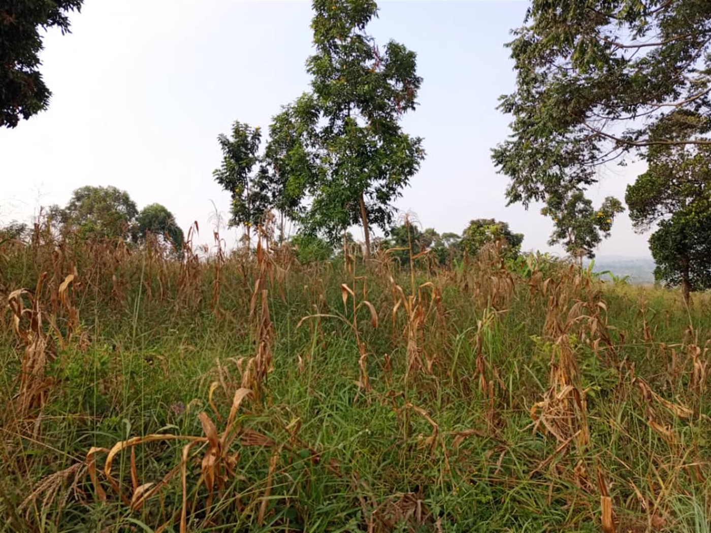 Residential Land for sale in Kitende Wakiso