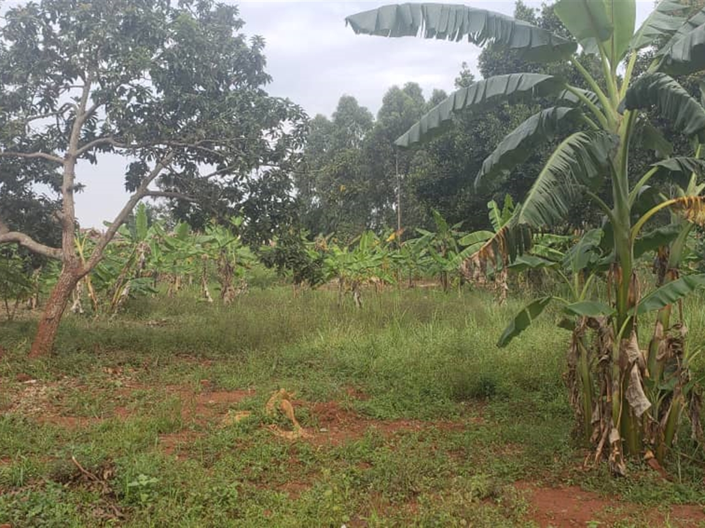 Residential Land for sale in Wamala Wakiso