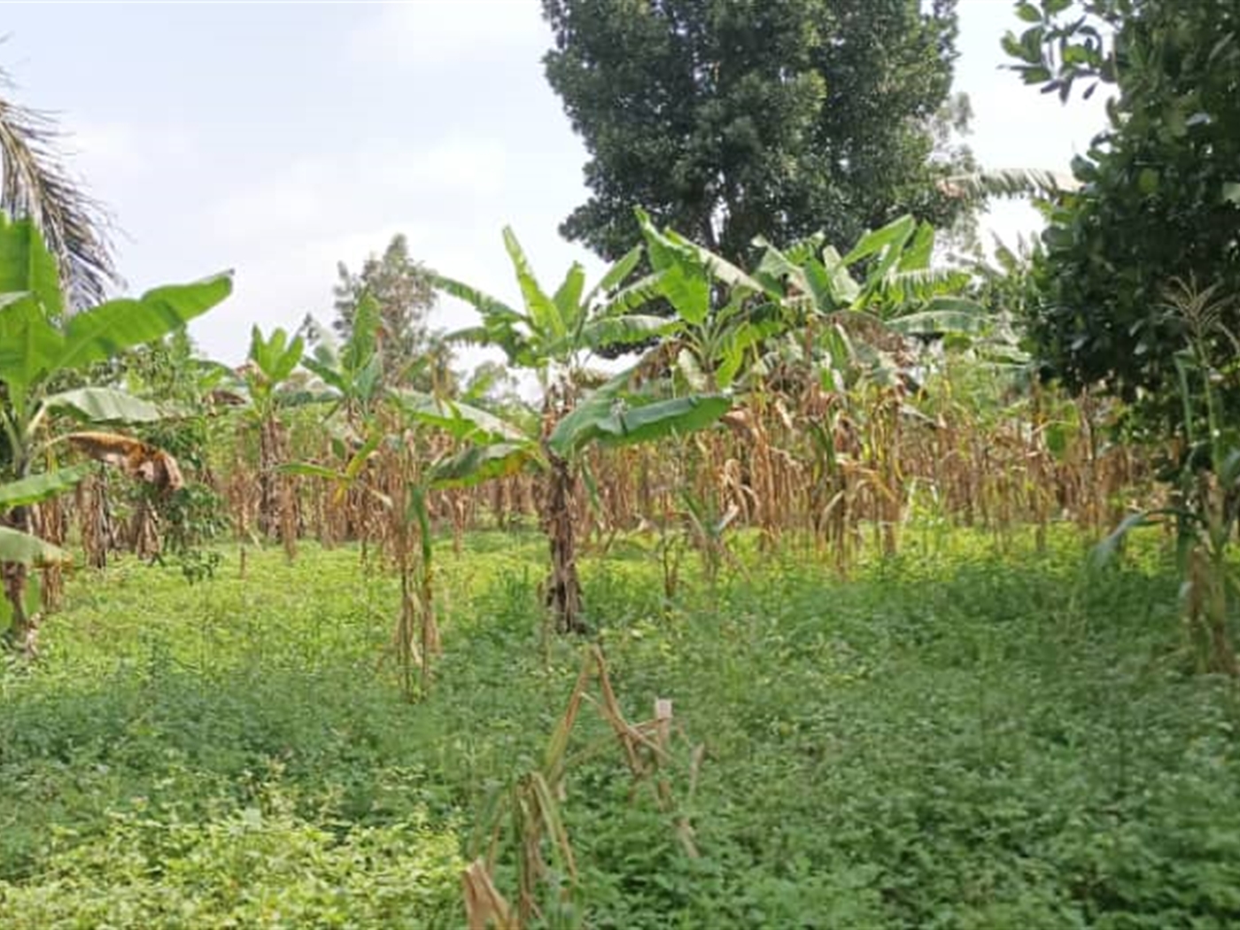 Residential Land for sale in Busiika Wakiso