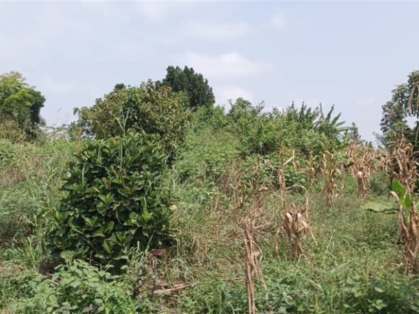 Residential Land for sale in Busiika Wakiso