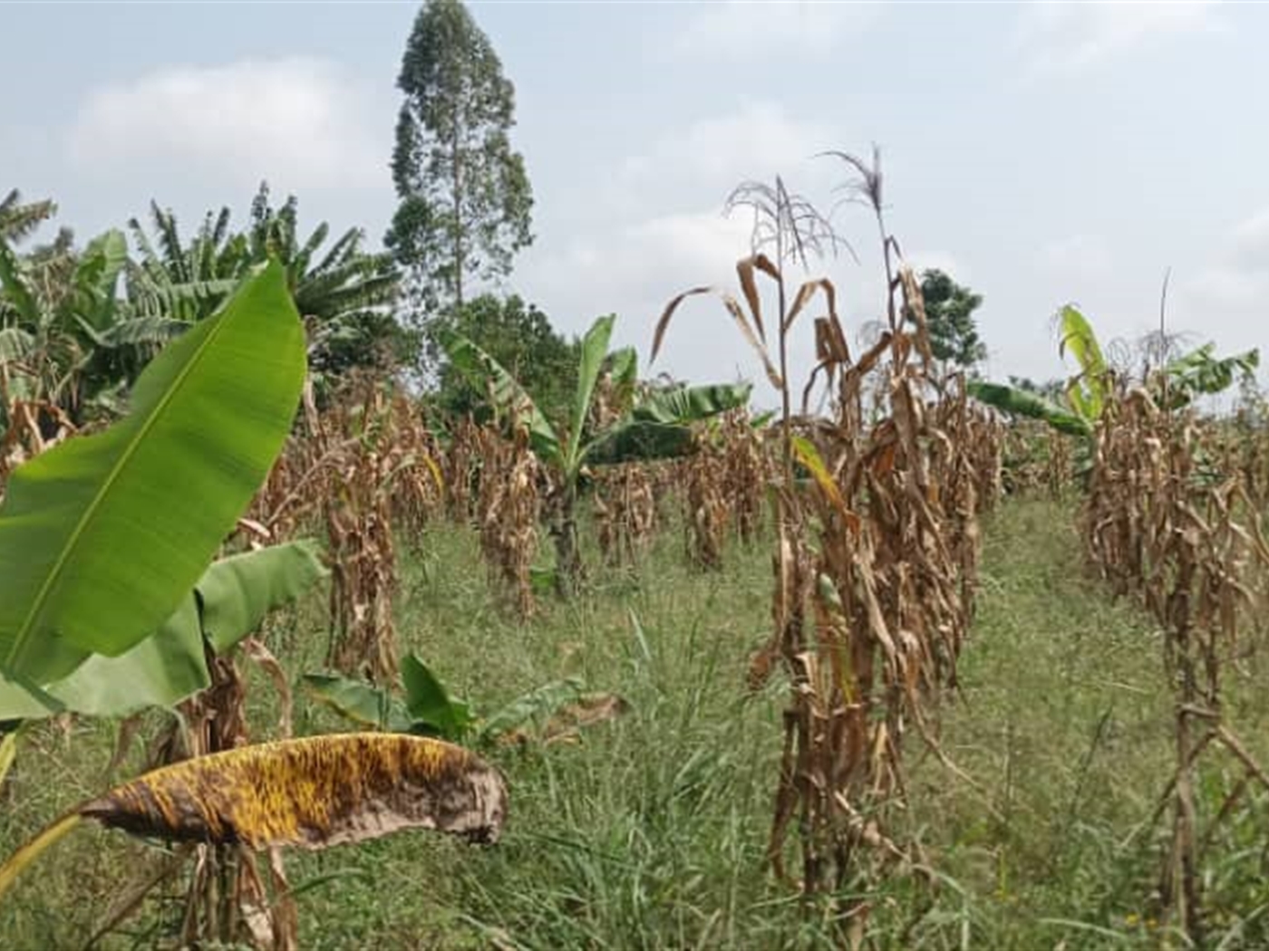 Residential Land for sale in Busiika Wakiso