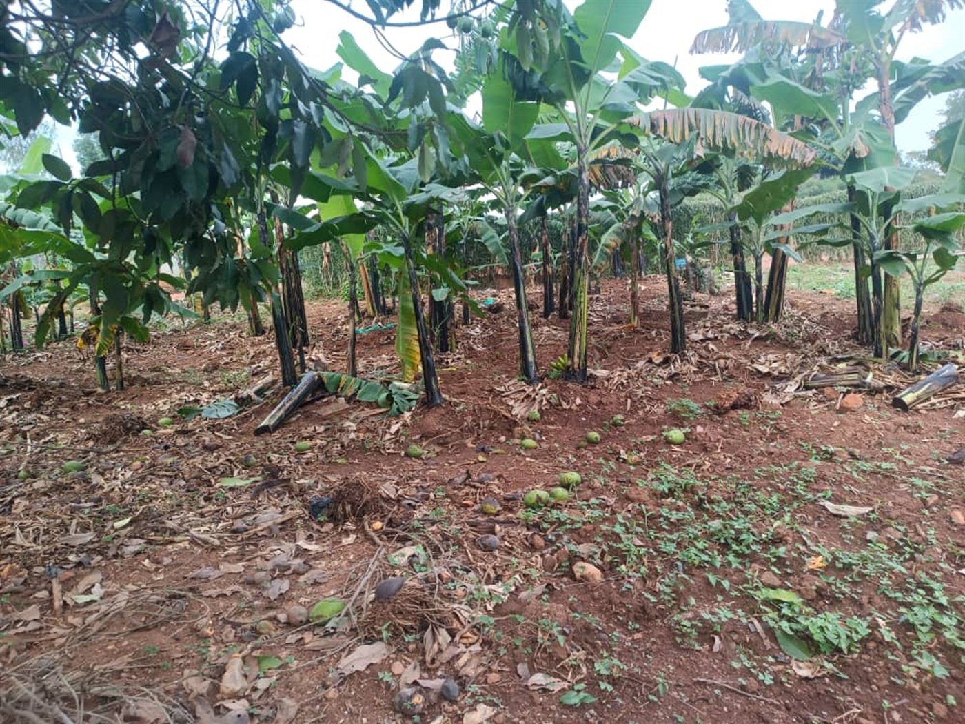 Residential Land for sale in Kira Wakiso