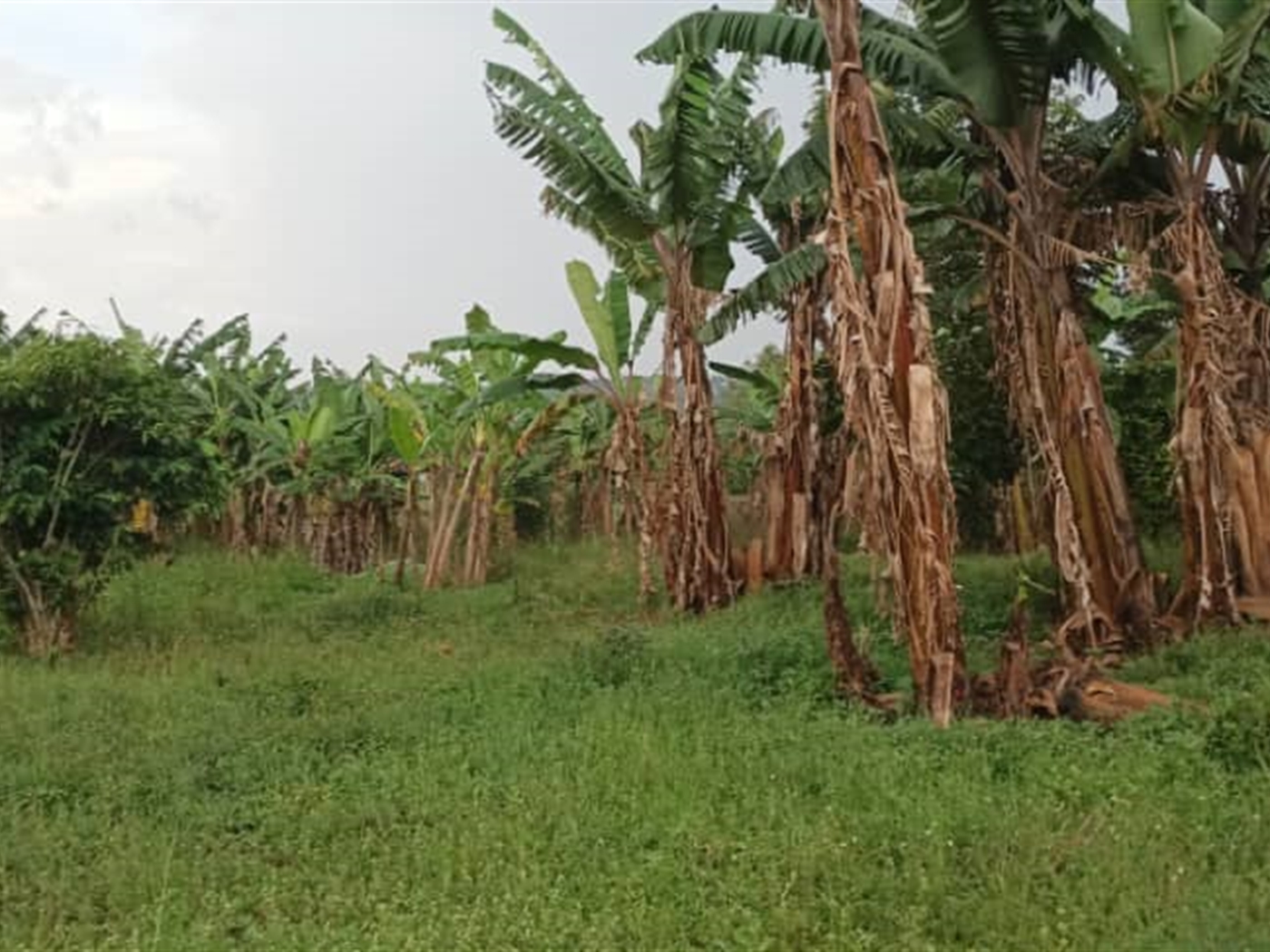 Residential Land for sale in Namulonge Wakiso