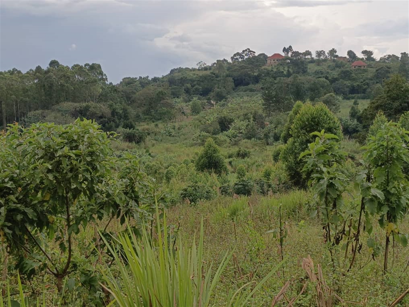 Residential Land for sale in Kigoogwa Wakiso