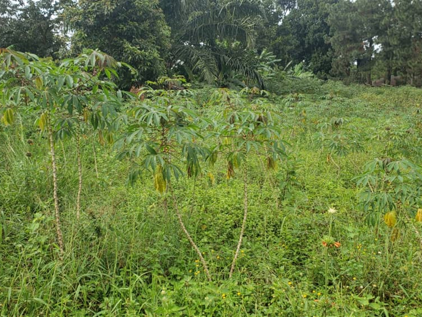 Residential Land for sale in Garuga Wakiso