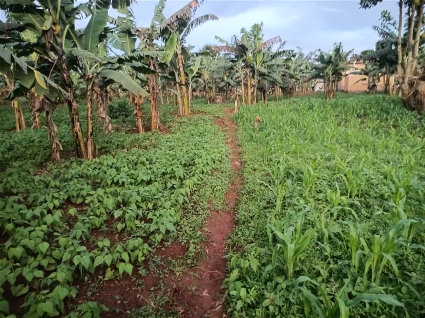 Residential Land for sale in Kitendemaazi Wakiso