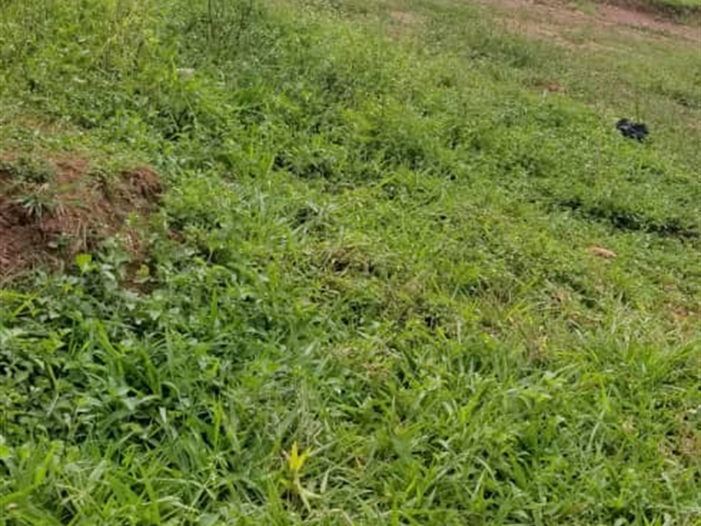 Residential Land for sale in Komamboga Wakiso