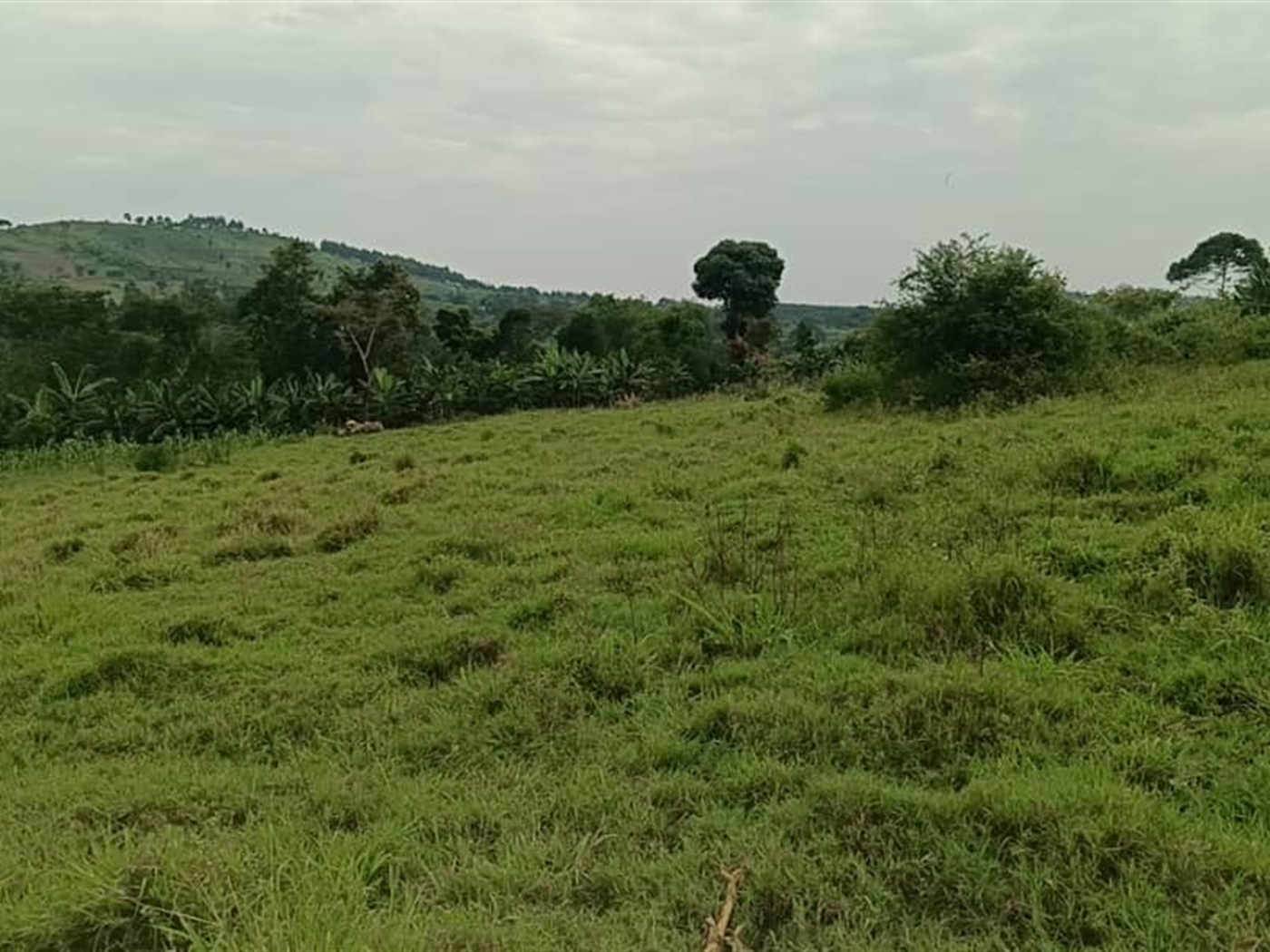 Residential Land for sale in Kiwawu Mityana