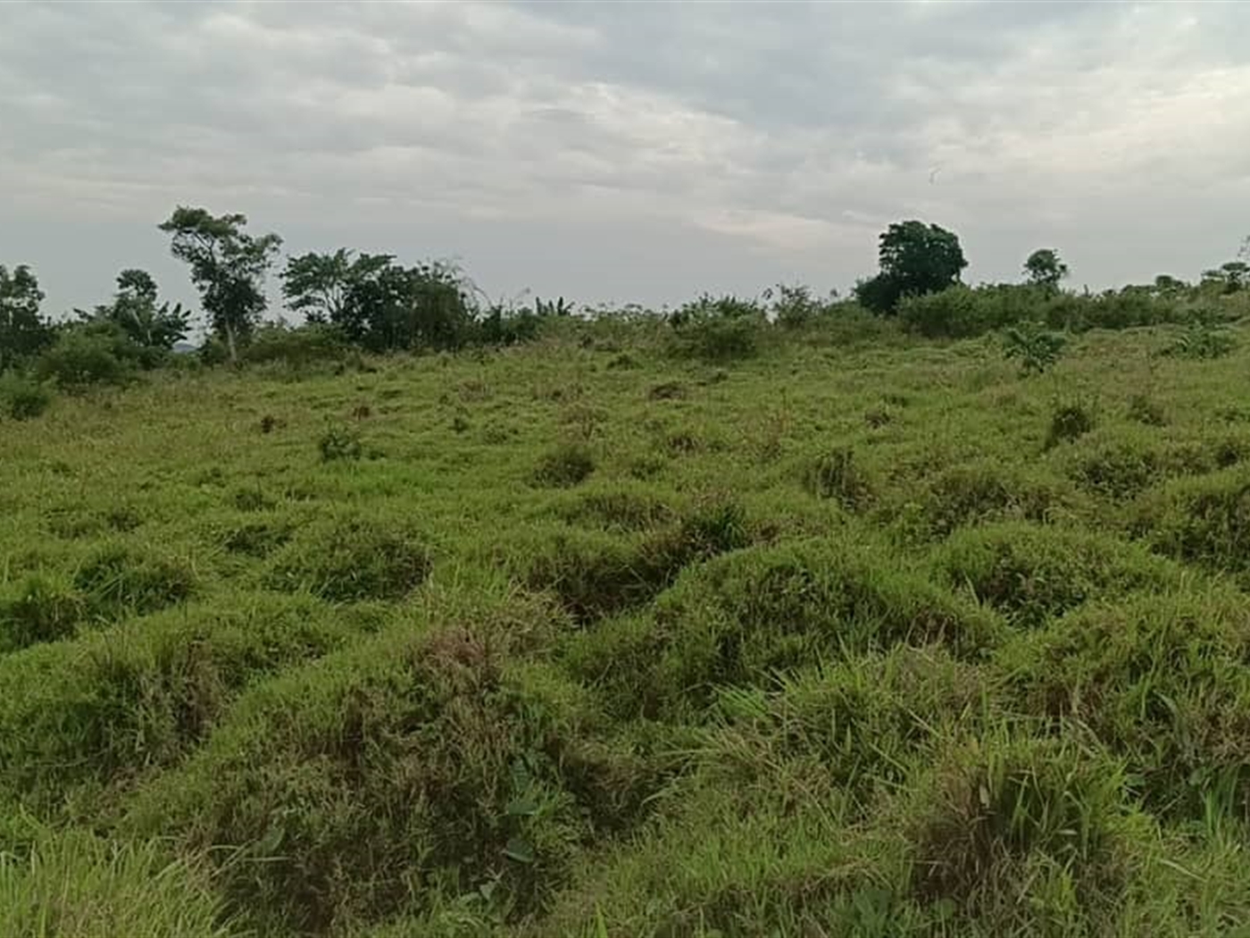 Residential Land for sale in Kiwawu Mityana