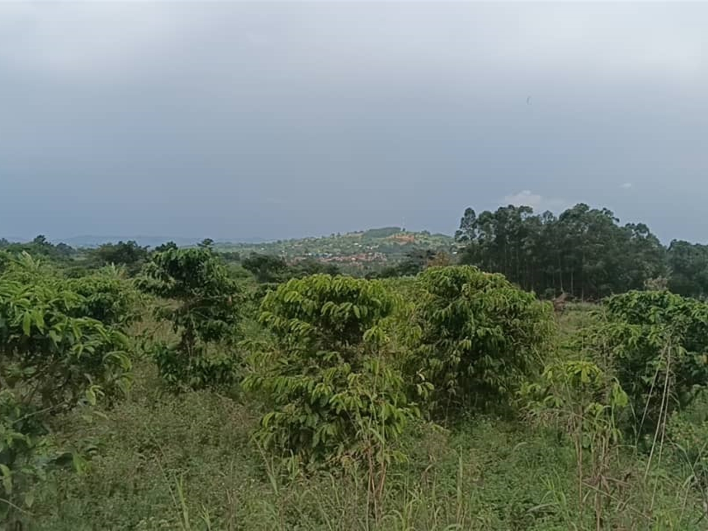 Residential Land for sale in Kiwawu Mityana